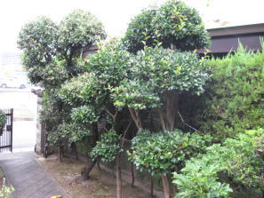 施行前