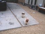 仲良しシーズー犬